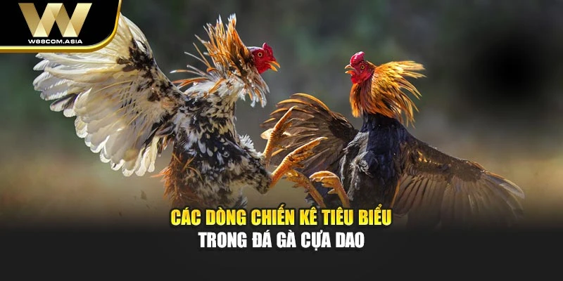 Các dòng chiến kê tiêu biểu trong đá gà cựa dao