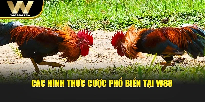 Các hình thức cược phổ biến tại W88