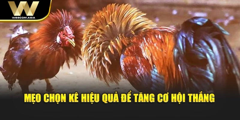 Mẹo chọn kê hiệu quả để tăng cơ hội thắng