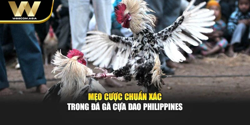 Mẹo cược chuẩn xác trong đá gà cựa dao Philippines