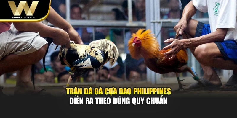 Trận đá gà cựa dao Philippines diễn ra theo đúng quy chuẩn